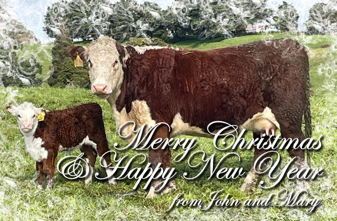 Merry Christmas 2024 and Happy New Year 2025 Mahuta Hereford Stud